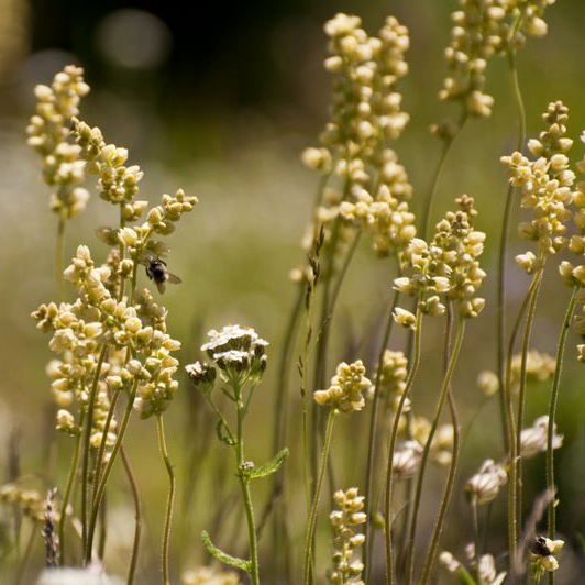 Flowering plants in a field